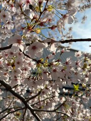 Cherry Blossom, Sakura, Blossom, Bloom, Flower, Tree, Nature, Outdoors, Landscape, Seasonal, Japan,...