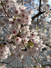 Cherry Blossom, Sakura, Blossom, Bloom, Flower, Tree, Nature, Outdoors, Landscape, Seasonal, Japan, Tokyo, Toronto, Canada, Asia, North America, Urban, Pink, Beautiful, Colorful, Vibrant, Soft, Delica