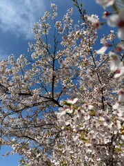 Cherry Blossom, Sakura, Blossom, Bloom, Flower, Tree, Nature, Outdoors, Landscape, Seasonal, Japan, Tokyo, Toronto, Canada, Asia, North America, Urban, Pink, Beautiful, Colorful, Vibrant, Soft, Delica