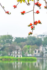 Blooming bombax ceiba branches at Hoan Kiem lake. Turtle Tower (Thap Rua) on background