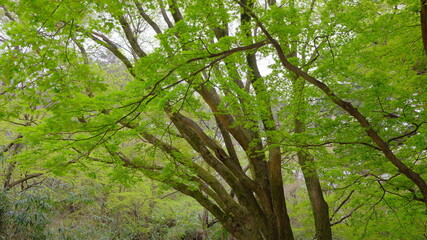 green forest in the morning