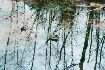 Duck floating on Taisho pond. Kamikochi National Park, Nagano Prefecture, Japan. Landmark for tourists attraction. Japan Travel, Destination and Vacation concept