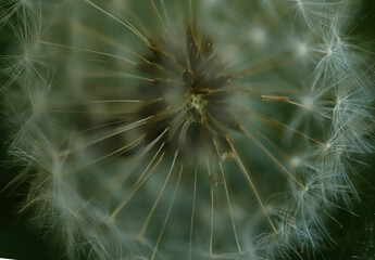 Fototapeta premium macro