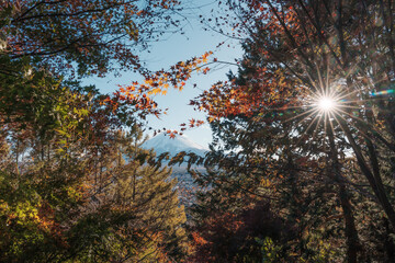 Mount Fuji view in Autumn season, colorful fall foliage leaves at Chureito Pagoda, Yamanashi, Japan. Landmark for tourists attraction. Japan Travel, Destination, Vacation and season change concept