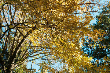 beautiful autumn day, yellow color gingko  in forest, Falling autumn leaves in sunshine day. background, template and wallpaper for season change and vibrant colorful foliage concept