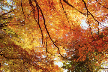 beautiful autumn day, orange color maple in forest, Falling autumn leaves in sunshine day. background, template and wallpaper for season change and vibrant colorful foliage concept