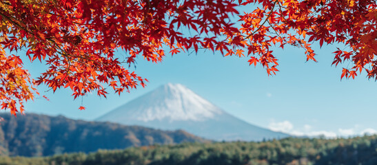 Mount Fuji view at Lake Saiko in Autumn season. Mt Fujisan in Fujikawaguchiko, Yamanashi, Japan....