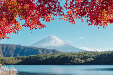 Mount Fuji view at Lake Saiko in Autumn season. Mt Fujisan in Fujikawaguchiko, Yamanashi, Japan. Landmark for tourists attraction. Japan Travel, Destination, Vacation and Mount Fuji Day concept