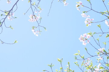 美しく咲き誇る札幌の桜
