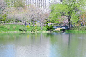 Obraz premium 美しく咲き誇る札幌の桜