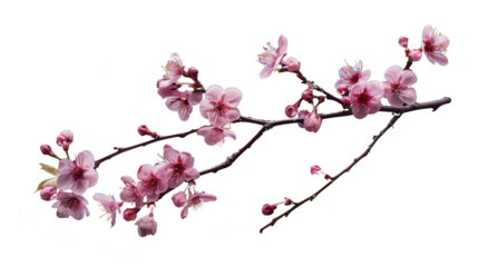 sakura tree branch flower. isolated solid black background
