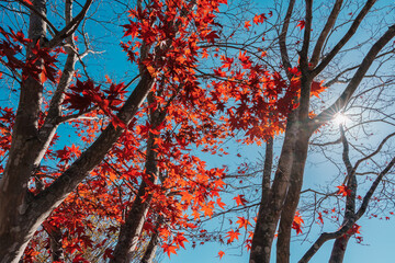 beautiful autumn day, red color maple in forest, Falling autumn leaves in sunshine day. background, template and wallpaper for season change and vibrant colorful foliage concept