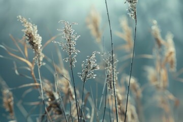 Fototapeta premium The Nature of Muted colors tone.