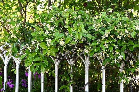 Trachelospermum asiaticum ( Asisn jasmine ) flowers. Apocynaceae evergreen vine shrub. Produces propeller-shaped fragrant white flowers in early summer.