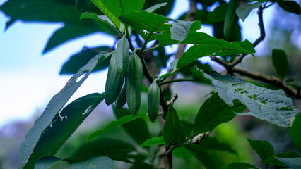 Brugmansia arborea (Brugmansia suaveolens)in nature. Brugmansia arborea is an evergreen shrub or...