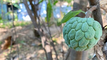 Close-up of a Ripe Sugar Apple (Annona Squamosa)