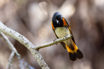 A gorgeous little bird called the American redstart (Setophaga ruticilla). This one is male. Seen in Sarasota, Florida during spring bird migration.