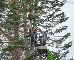 manual worker working on tree removal