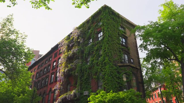 NEW YORK, NEW YORK - USA MAY 3 2024: Wisteria Vines blooms on walls of the Apartment buildings among growing fresh green trees around the Abe Lebewohl Triangle in East Village in New York City.
