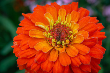 orange flower with dew