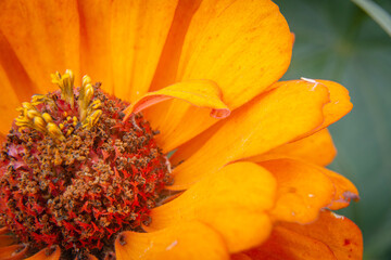 close up of orange flower