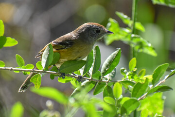 variable antshrike (Thamnophilus caerulescens) perching in a tree