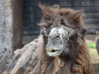 funny looking old camel with bad hair