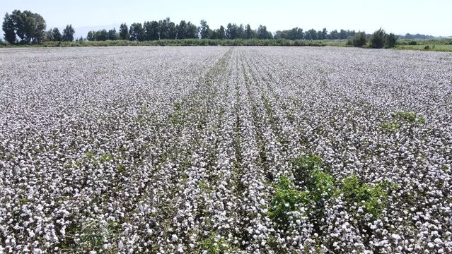 Footage of cotton fields taken with a drone.