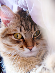 Partial blurred portrait, Close-up cute, furry cat, Cozy home.