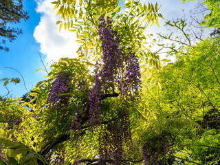 春の青空と紫色の藤の花