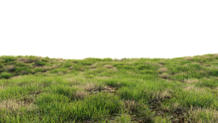 Green field with dry grass, beautiful nature on a transparent background