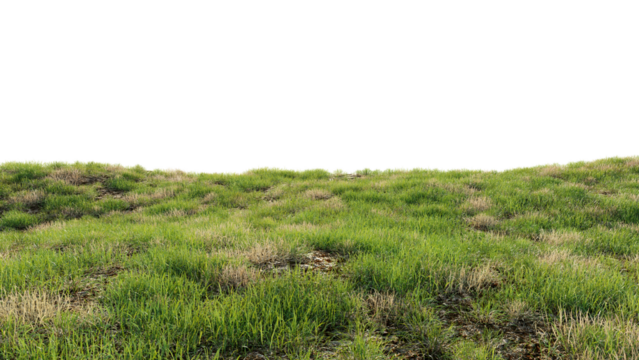 Green field with dry grass, beautiful nature on a transparent background