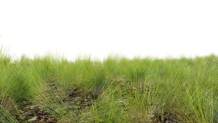 Green field with dry grass, beautiful nature on a transparent background