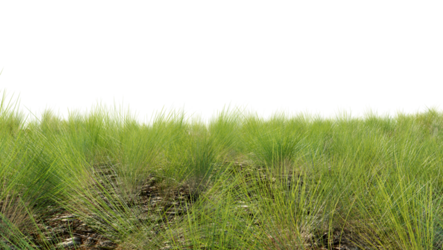 Green field with dry grass, beautiful nature on a transparent background