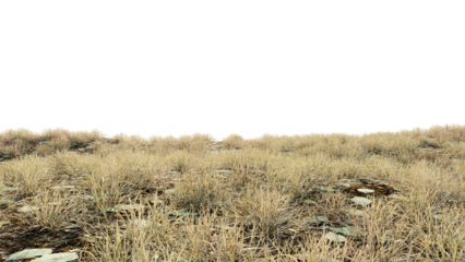 dry grass field on transparent background
