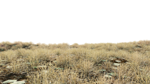 dry grass field on transparent background