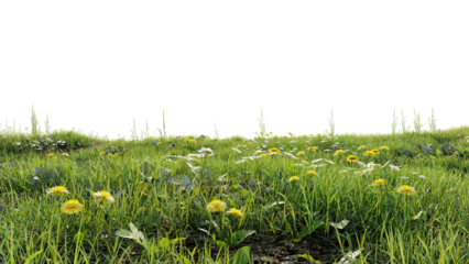 Lush green grass lawn with flowers fresh nature isolated on transparent background 3d render illustration