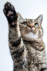 Fototapeta premium A cat is reaching up with its paw.