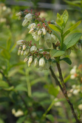 White flowers on blueberry stem