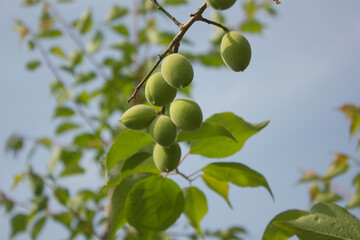 Plums hanging on branches on a farm.