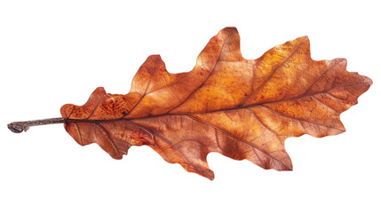 A top view of brown oak tree autumn leave background or PNG for food type poster or graphic use, Generative AI.