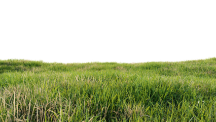 Green field with dry grass, beautiful nature on a transparent background