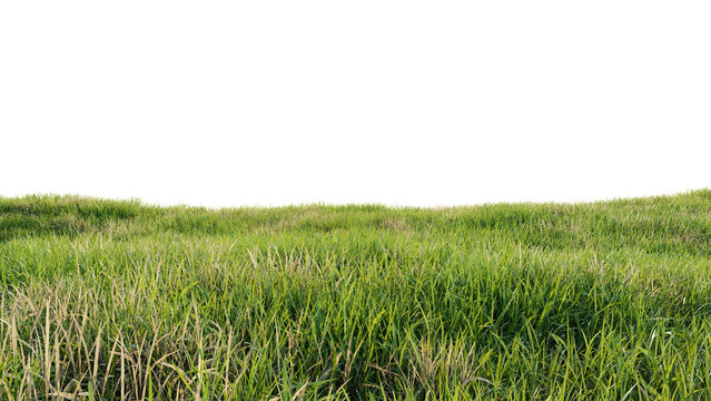 Green field with dry grass, beautiful nature on a transparent background