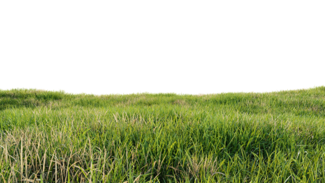 Green field with dry grass, beautiful nature on a transparent background