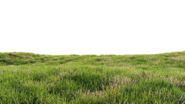 Green field with dry grass, beautiful nature on a transparent background