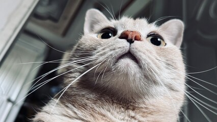 고양이 귀여운 애완 동물 animal british cat © RIRI