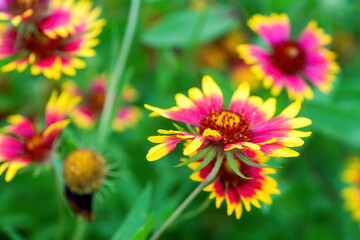 Summer wildflowers in full bloom, Austin, Texas native plants cactus blowers