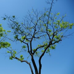 樹木の下から青空を見上げる