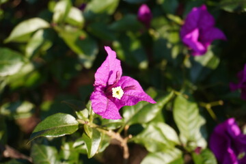 bougainvillea