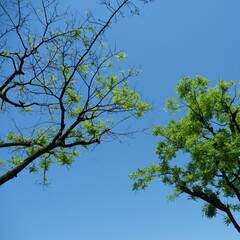 樹木の下から青空を見上げる